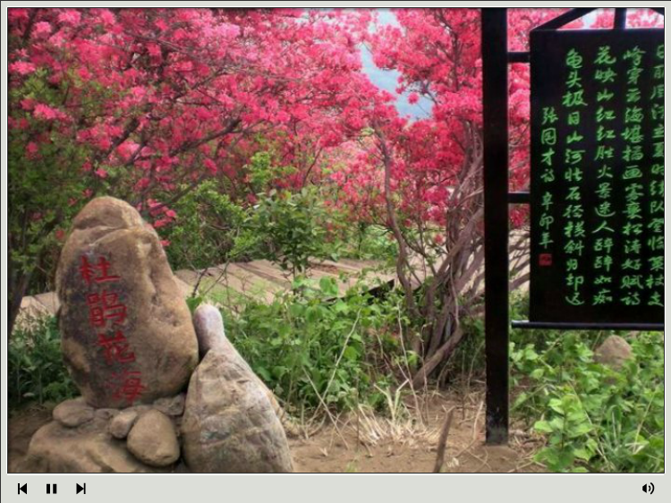 杜鹃花海—麻城观光摄影（浔阳司马） 截图 8/8