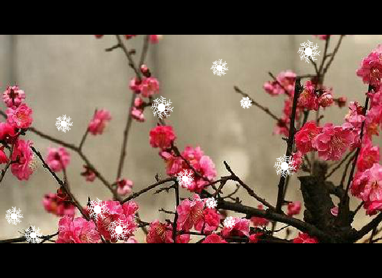 一剪梅（chenrongxin123） 截图 2/8