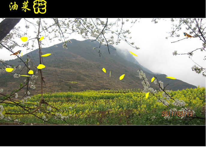 油菜花 截图 1