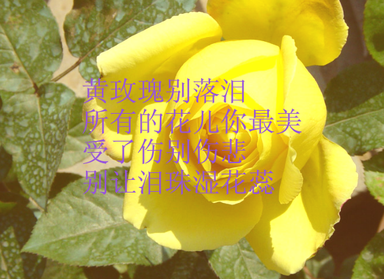 黄玫瑰-ZGH.swf（wuqiyun1981） 截图 8/8
