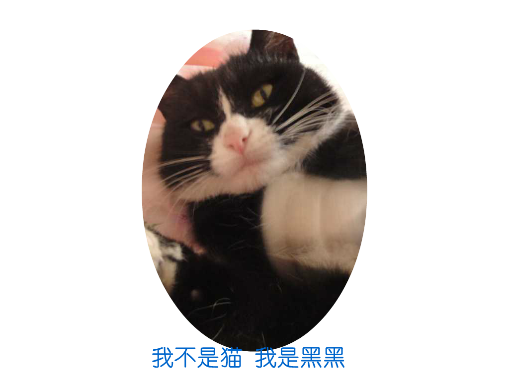 猫（飘渺客） 截图 3/8
