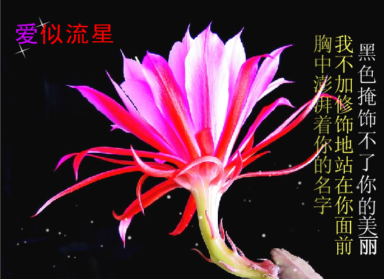 黑色掩饰不了你的美丽（风雨春秋） 截图 4/5