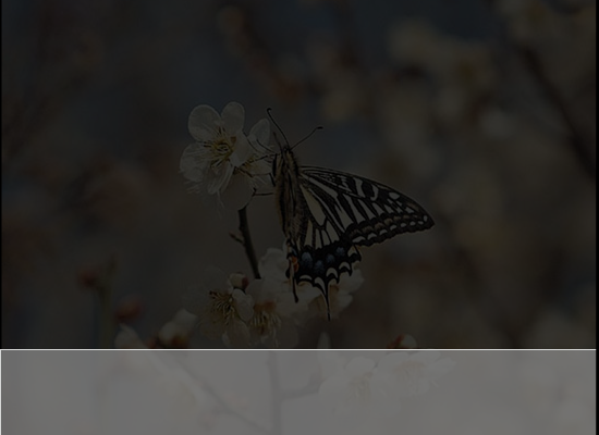 两只蝴蝶（福建比目鱼） 截图 5/8