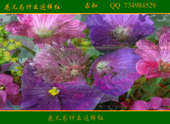 花儿为什么这样红（qiuzhi112） 截图 4/4