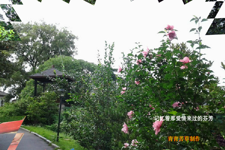 木槿花（sz_yxf） 截图 7/8
