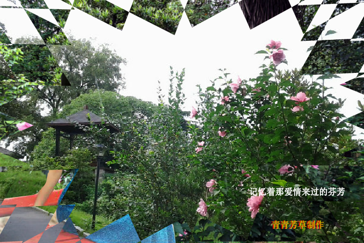 木槿花（sz_yxf） 截图 5/8