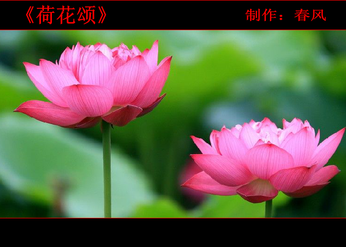 荷花颂（指间春色） 截图 3/8