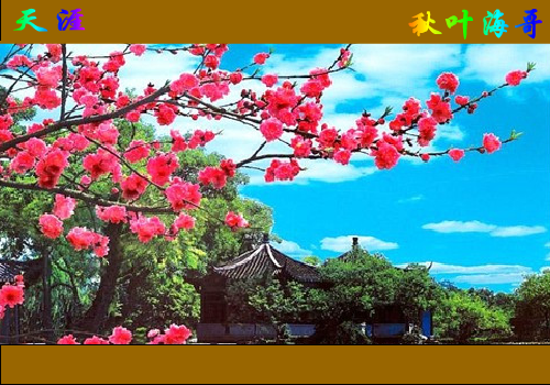 天涯（秋叶海哥） 截图 1/8
