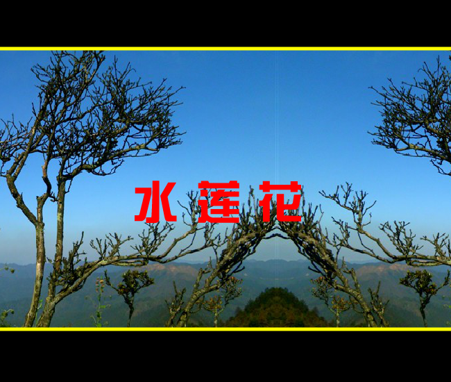 水莲花图 截图 2/5