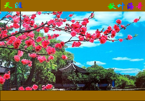 天涯（秋叶海哥） 截图 3/8