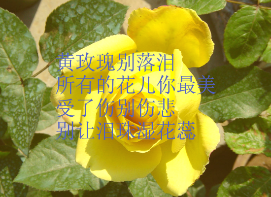 黄玫瑰-ZGH.swf（wuqiyun1981） 截图 4/8