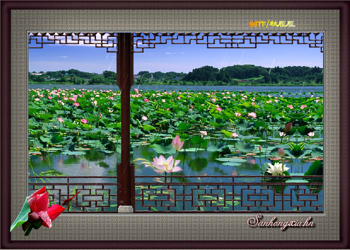 雨润荷花舞（秋雁雁） 截图 6/8