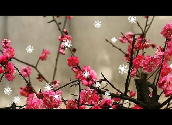 一剪梅（chenrongxin123） 截图 1/8