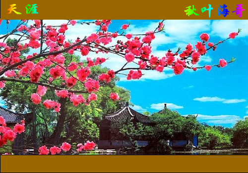天涯（秋叶海哥） 截图 4/8