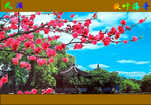 天涯（秋叶海哥） 截图 2/8