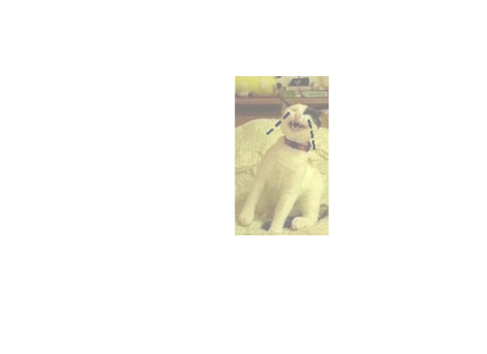 彭猪猪的故事（黑马白兔小老鼠） 截图 7/8