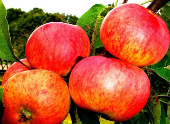 W0PR-0ENE-52A0 截图 1/2
