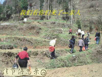 清明（重阳秋林） 截图 8/8
