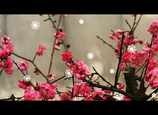 一剪梅（chenrongxin123） 截图 5/8