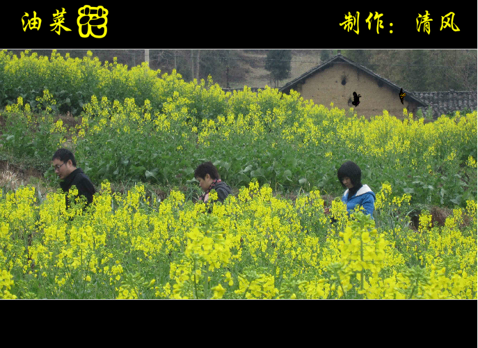 油菜花（清风） 截图 8/8