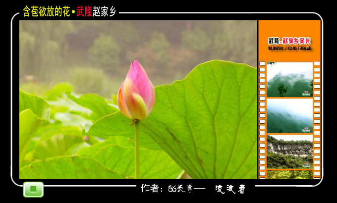 含苞欲放的花.武隆赵家乡 截图 1