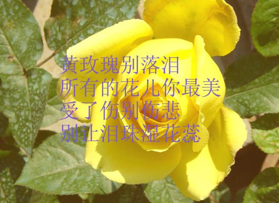 黄玫瑰-ZGH.swf（wuqiyun1981） 截图 7/8
