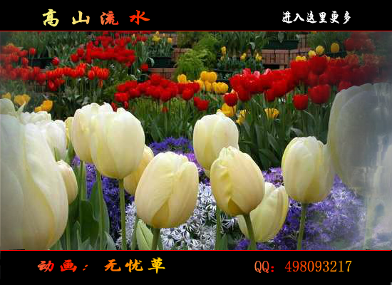 高山流水（无忧草） 截图 8/8