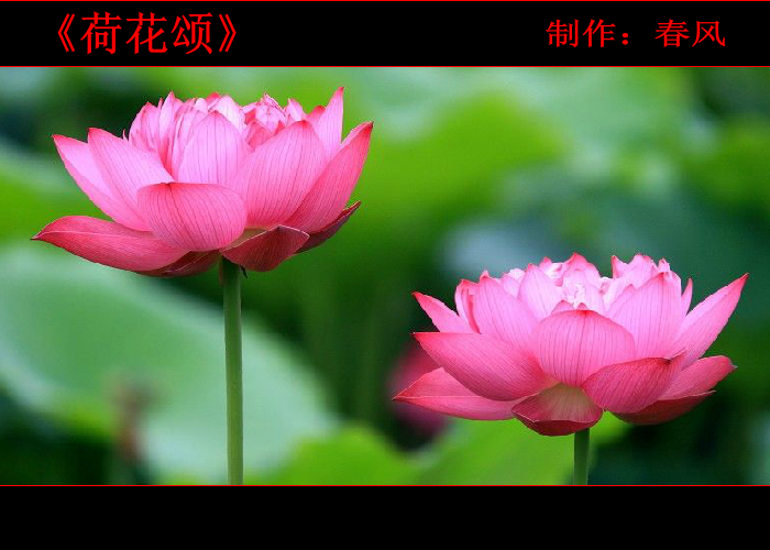 荷花颂（指间春色） 截图 4/8