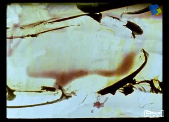 Love.Song(爱之歌)[Stan.Brakhage][2001]（Stan） 截图 4/5