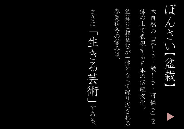 盆景道场 截图 3/4