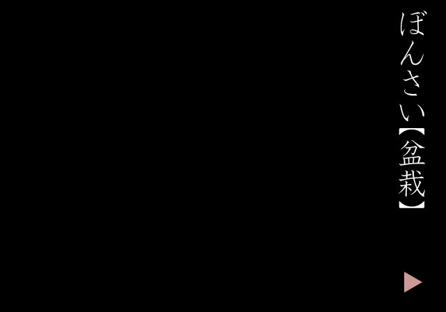 盆景道场 截图 1/4
