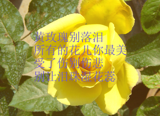 黄玫瑰-ZGH.swf（wuqiyun1981） 截图 6/8