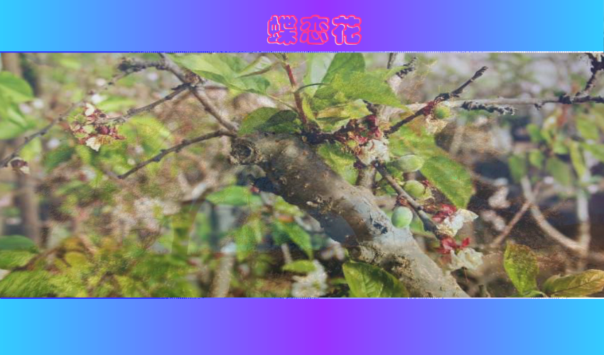蝶恋花（一缕幽香） 截图 7/8