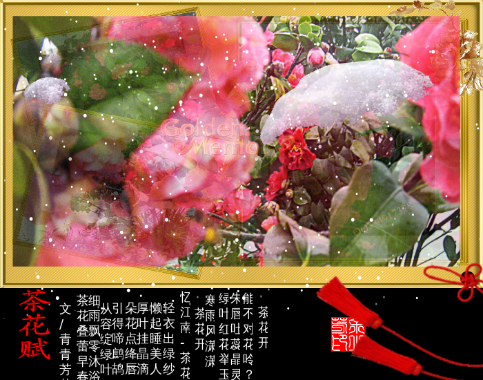 茶花赋（sz_yxf） 截图 7/8