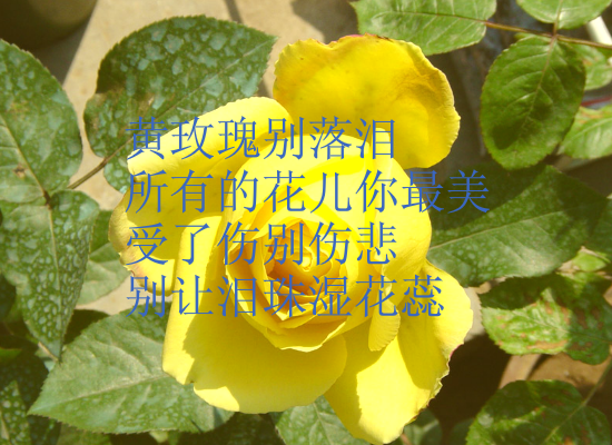 黄玫瑰-ZGH.swf（wuqiyun1981） 截图 3/8
