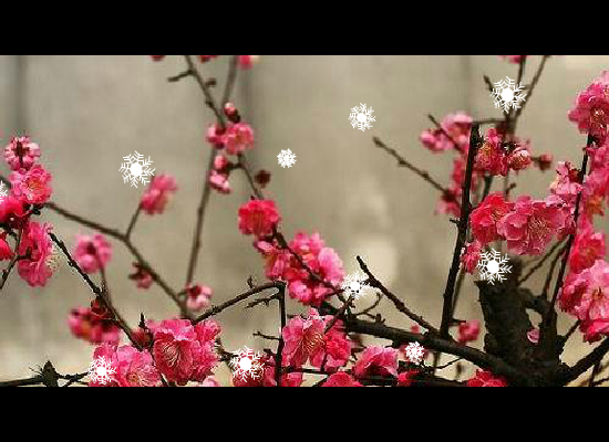 一剪梅（chenrongxin123） 截图 7/8