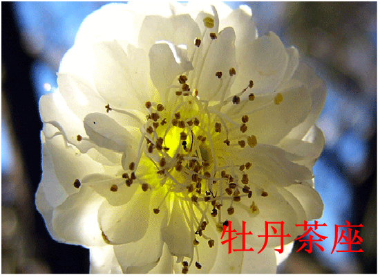 贺卡：梅花（1798） 截图 2/8