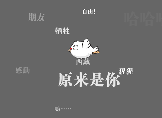 白鸽（刘刚） 截图 7/8