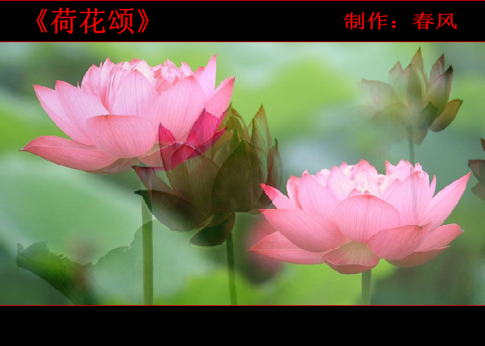 荷花颂（指间春色） 截图 6/8