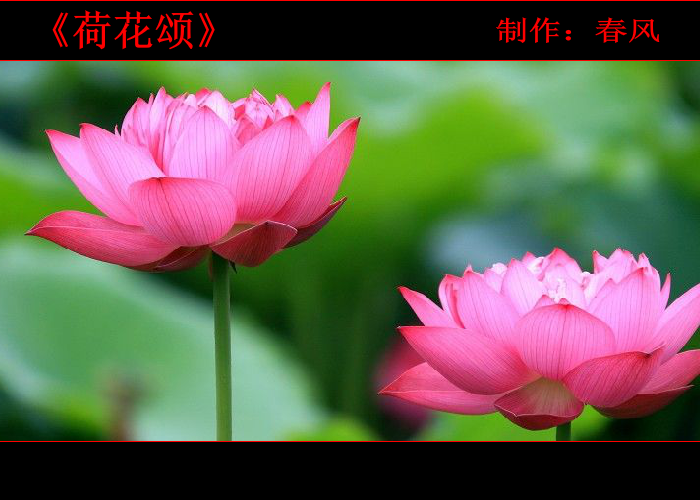 荷花颂（指间春色） 截图 2/8