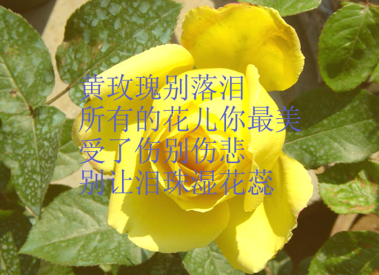 黄玫瑰-ZGH.swf（wuqiyun1981） 截图 5/8