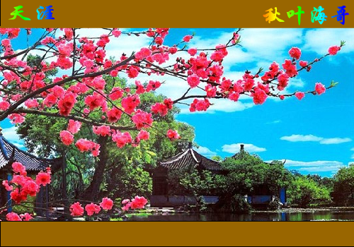 天涯（秋叶海哥） 截图 6/8