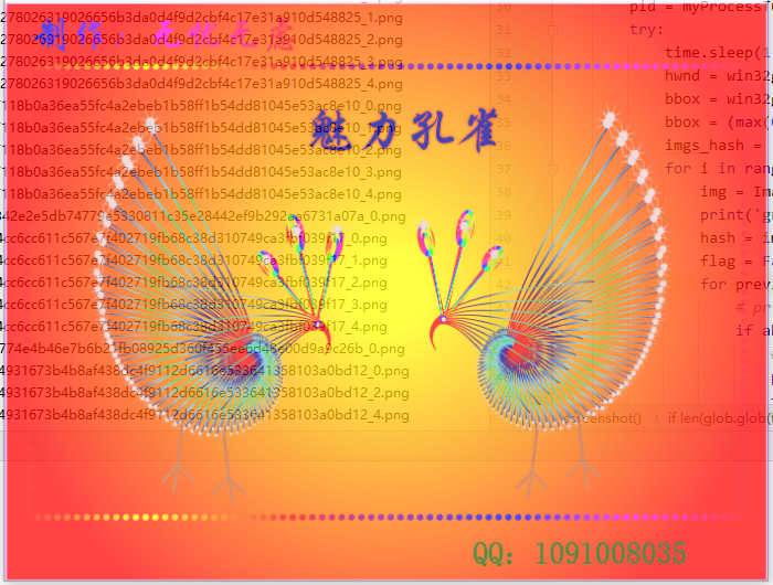 孔雀 截图 1