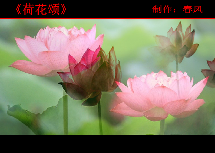 荷花颂（指间春色） 截图 7/8