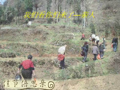清明（重阳秋林） 截图 7/8