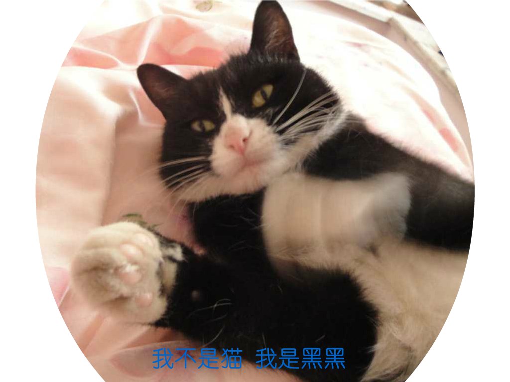 猫（飘渺客） 截图 7/8