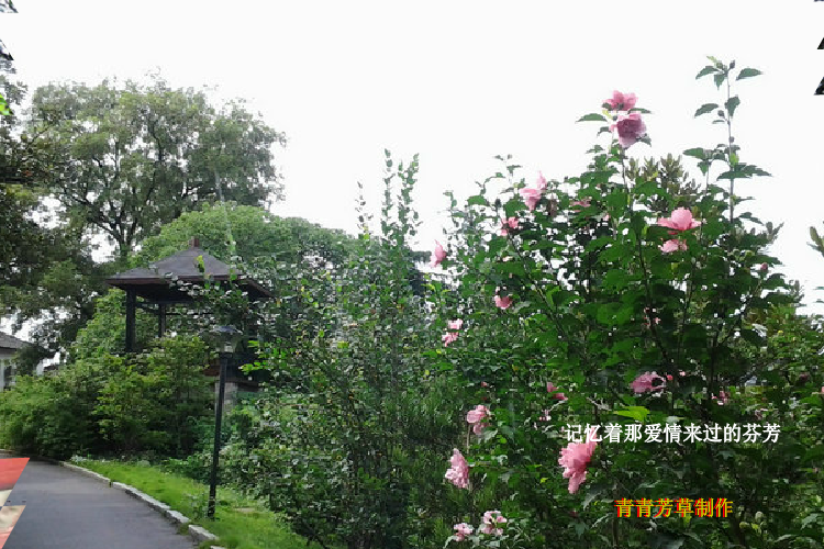 木槿花（sz_yxf） 截图 8/8