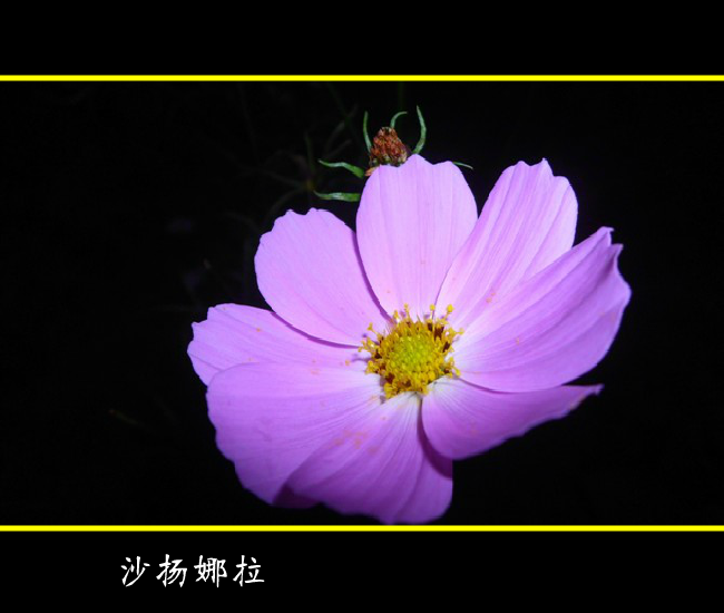 水莲花图（枫叶zdf0512） 截图 7/8