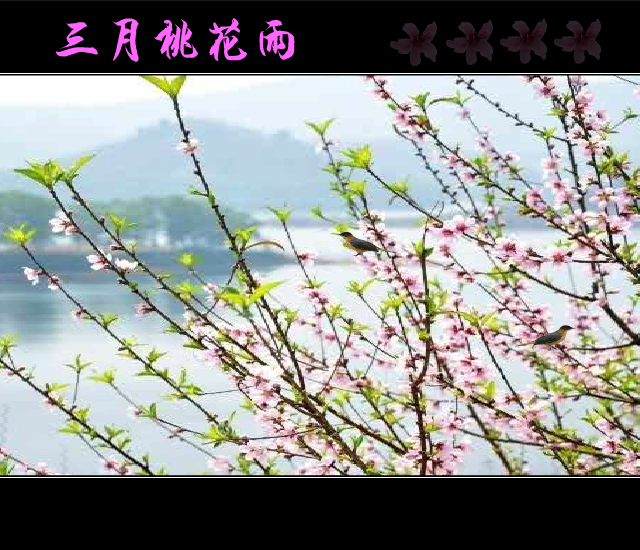 三月桃花雨 截图 3