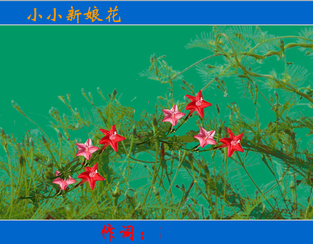 小小新娘花 截图 2